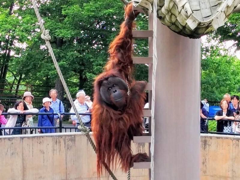 旭山動物園-オランウータン7.jpg 旭山動物園 オランウータン7