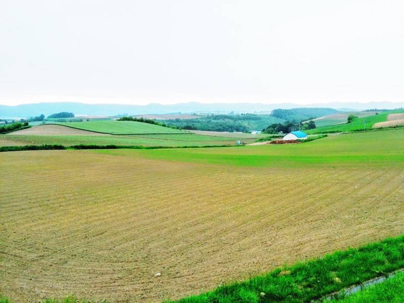 美瑛 新栄の丘９