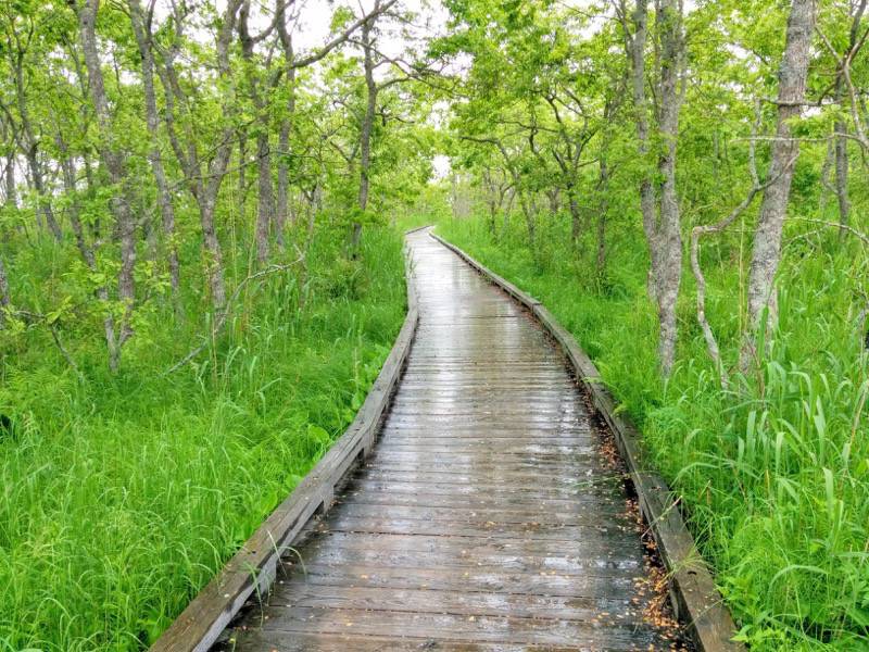 温根内木道6−4.jpg 温根内木道6−4