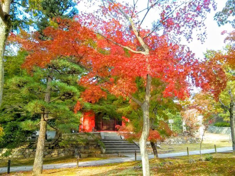 東福寺 通天橋付近の紅葉１１