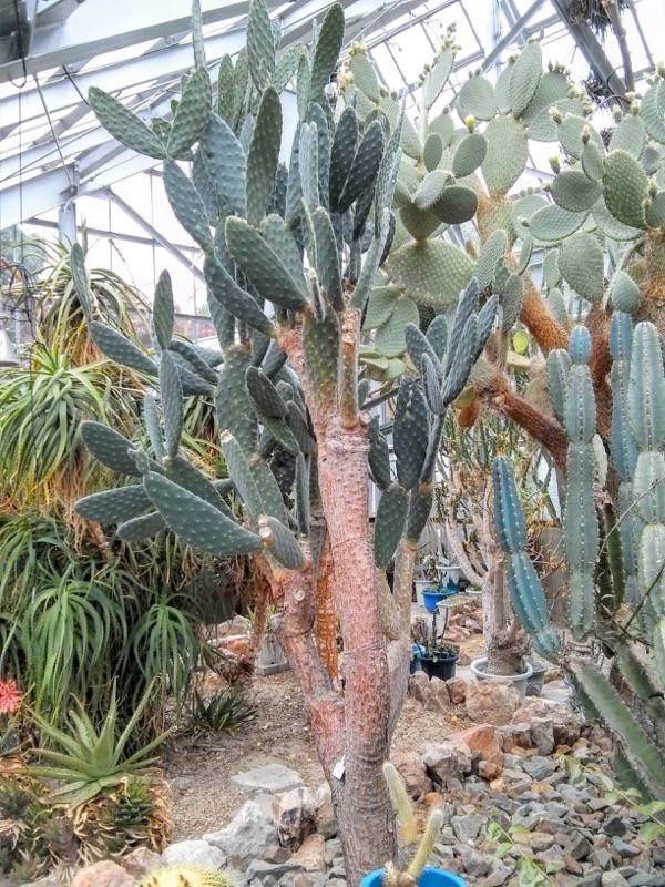 北海道大学植物園 温室園B棟２２多肉植物 ６号室