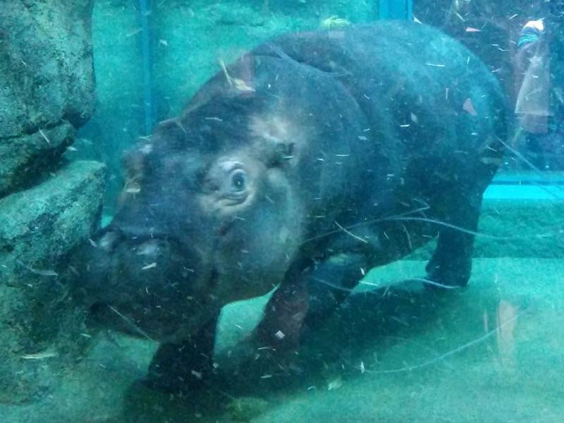 旭山動物園 カバ３