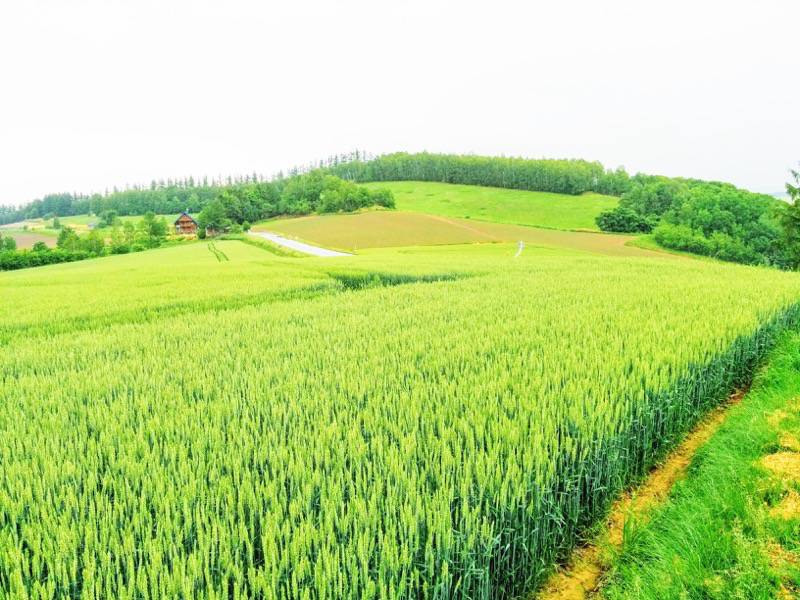 美瑛 三愛の丘７