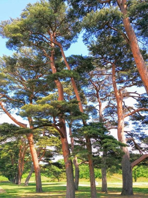 五稜郭公園-アカマツ11.jpg 五稜郭公園 アカマツ11