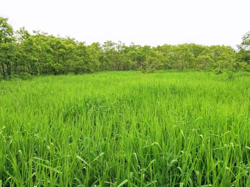 温根内木道2−3.jpg 温根内木道2−3