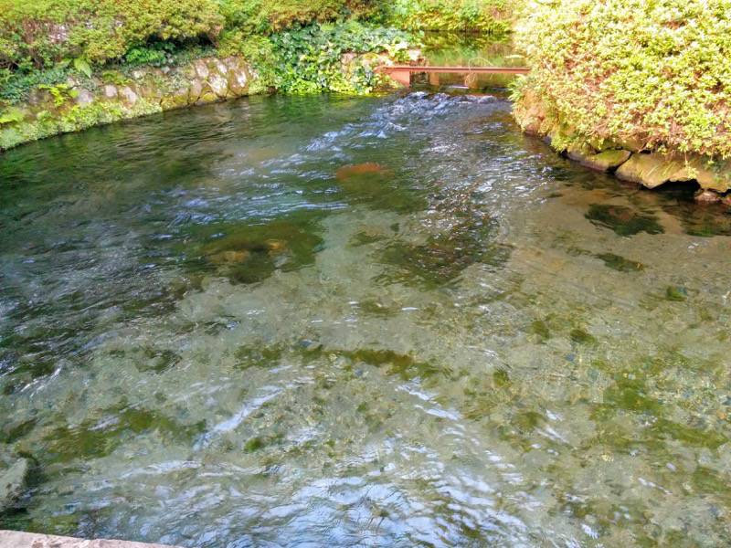 白川水源 湧水場所３