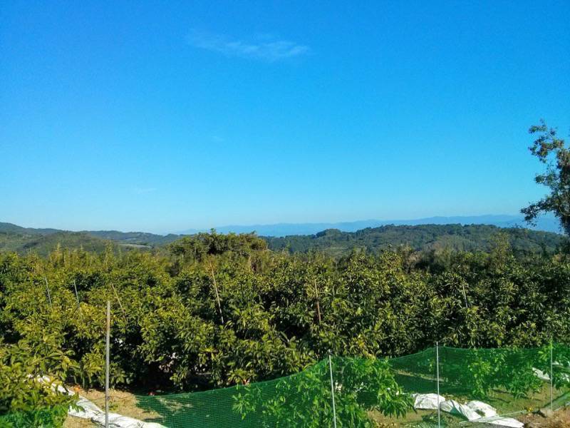 三角の山より八代海２