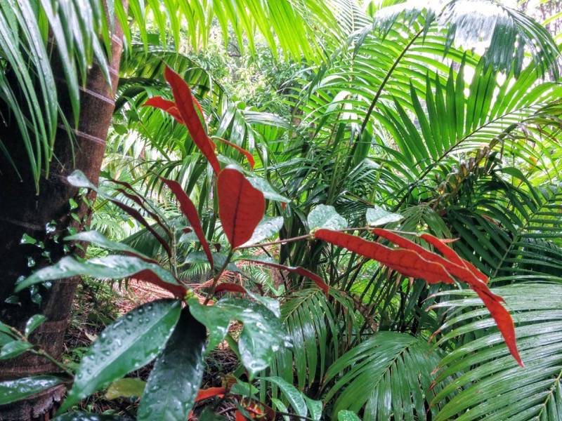 屋久島フルーツガーデン 植物案内１８