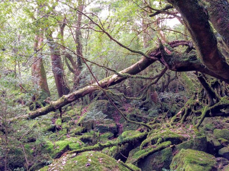 白谷雲水峡65苔むす森.jpg 白谷雲水峡65苔むす森