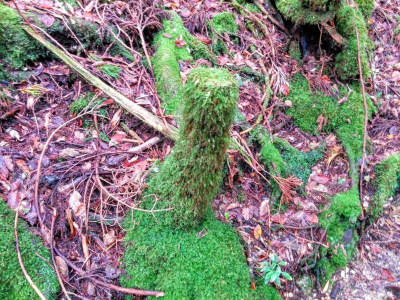 白谷雲水峡４５奉行杉 二代くぐり杉間 命名 こけ小杉