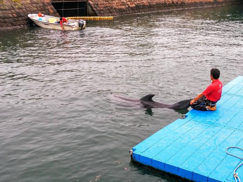 青空イルカウォッチング-背びれ.jpg 青空イルカウォッチング 背びれ