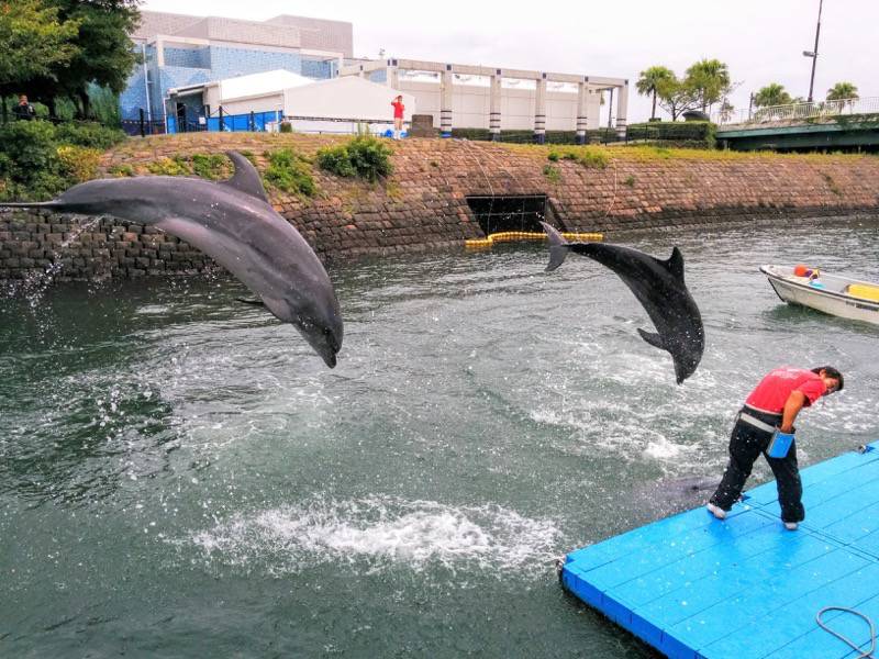 青空イルカウォッチング-ジャンプ3.jpg 青空イルカウォッチング ジャンプ3