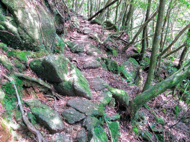 白谷雲水峡１５二代大杉 三本足杉間