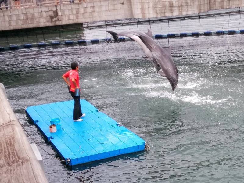 青空イルカウォッチング-ジャンプ6.jpg 青空イルカウォッチング ジャンプ6