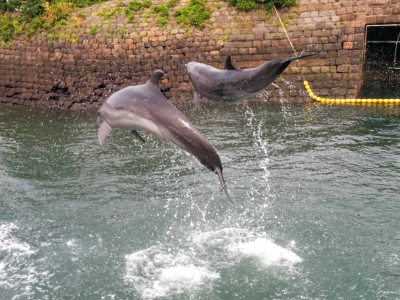 青空イルカウォッチング-ジャンプ15.jpg 青空イルカウォッチング ジャンプ15