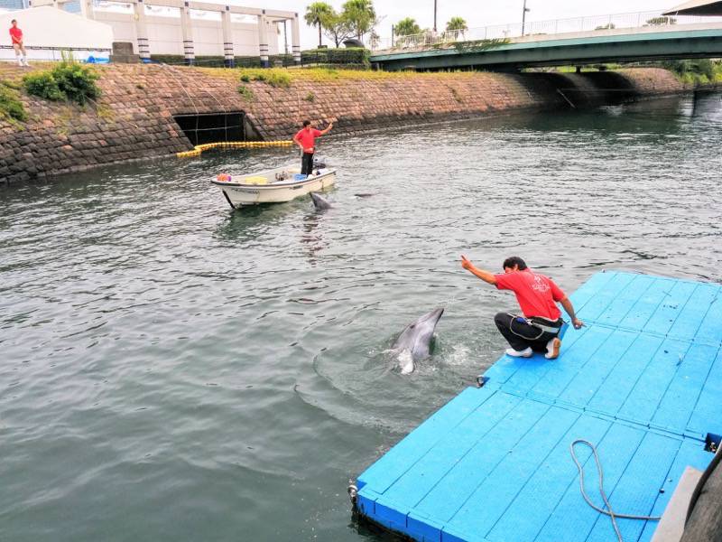 青空イルカウォッチング-なびく.jpg 青空イルカウォッチング なびく