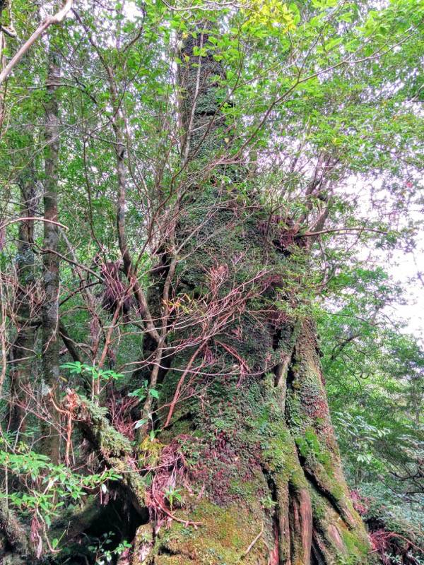 白谷雲水峡３二代杉