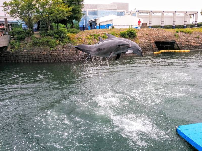 青空イルカウォッチング-ジャンプ1.jpg 青空イルカウォッチング ジャンプ1
