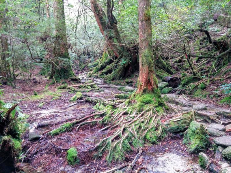 白谷雲水峡80武家杉・公家杉〜辻峠間.jpg 白谷雲水峡80武家杉 公家杉 辻峠間