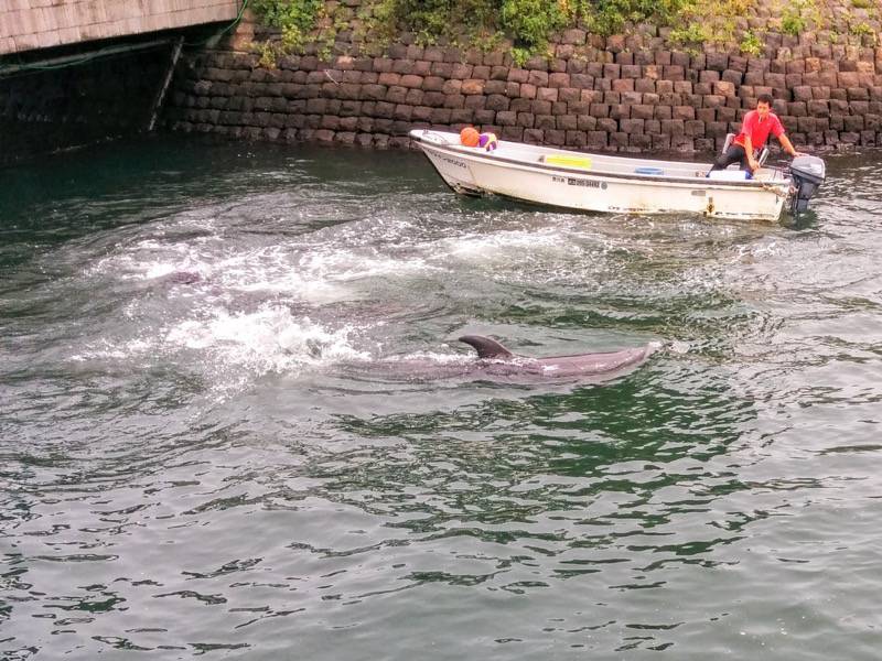 青空イルカウォッチング-バタ足1.jpg 青空イルカウォッチング バタ足1