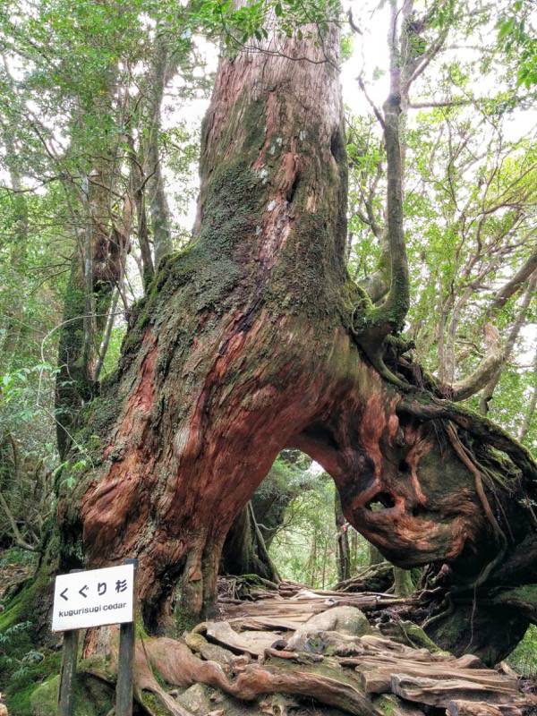 白谷雲水峡51くぐり杉.jpg 白谷雲水峡51くぐり杉