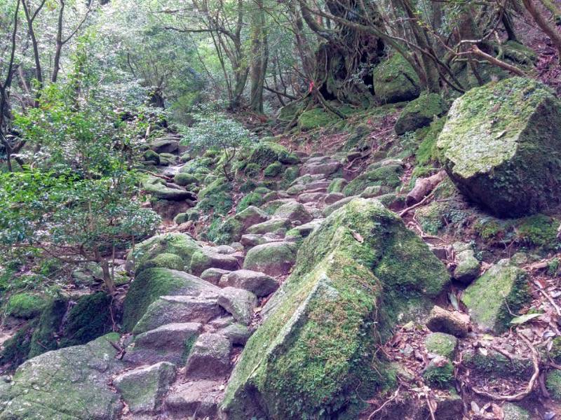 白谷雲水峡66苔むす森〜武家杉・公家杉間.jpg 白谷雲水峡66苔むす森 武家杉 公家杉間