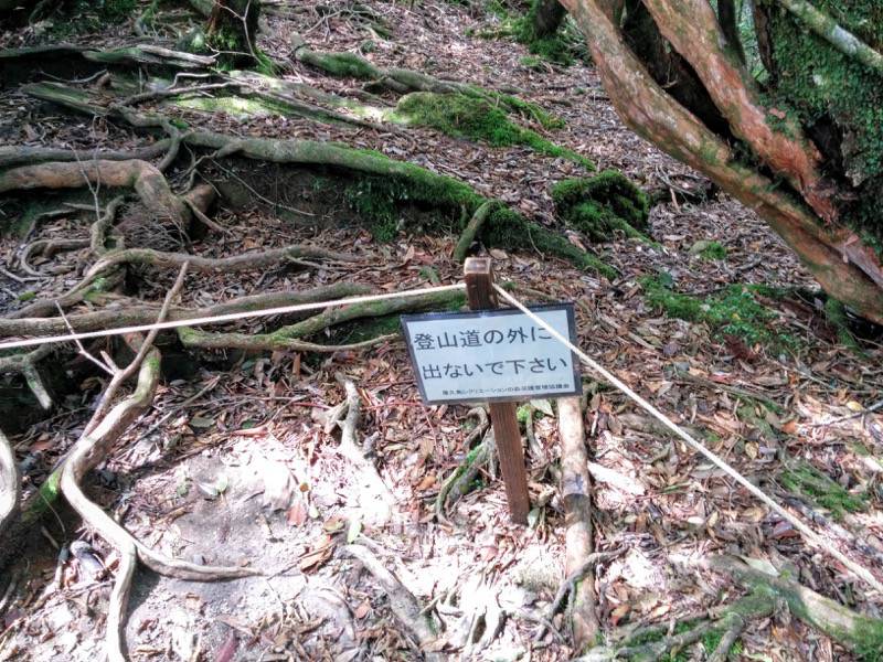 白谷雲水峡３９奉行杉 二代くぐり杉間