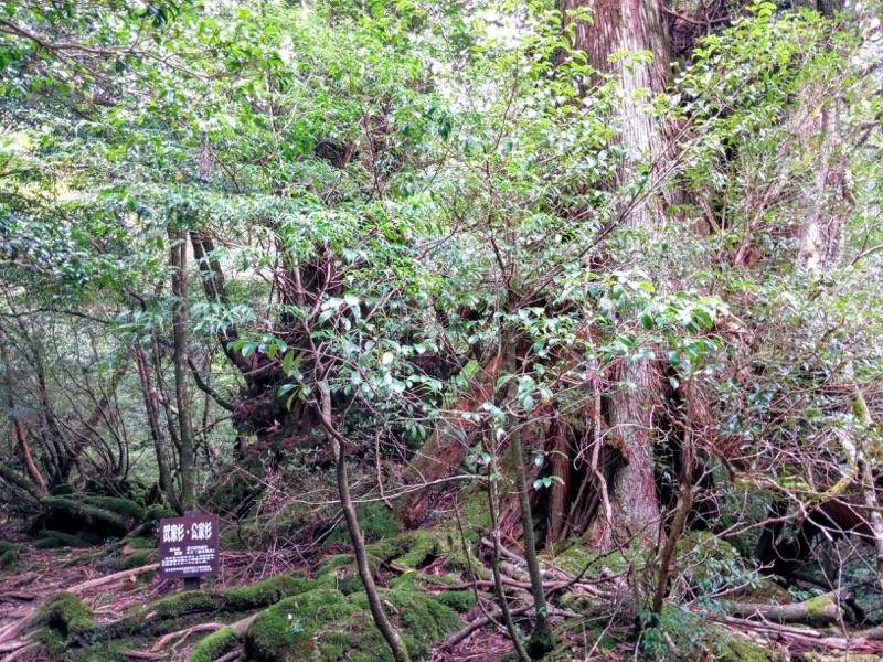 白谷雲水峡77武家杉・公家杉.jpg 白谷雲水峡77武家杉 公家杉
