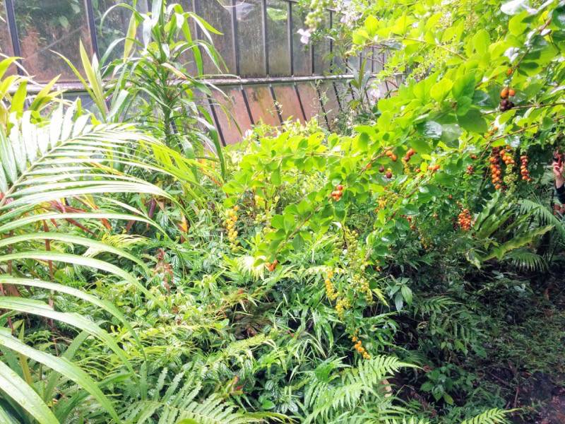 屋久島フルーツガーデン 植物案内１７