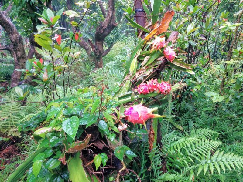 屋久島フルーツガーデン 植物案内２０