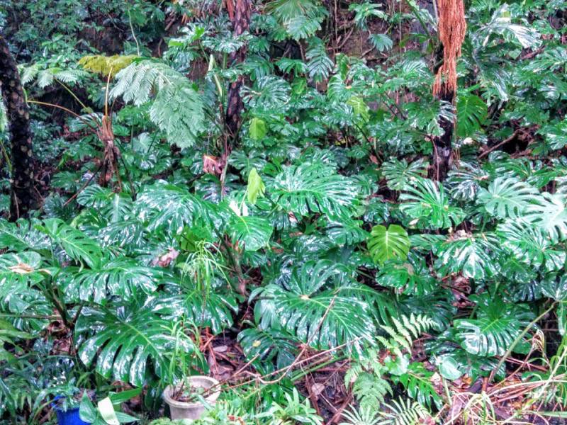 屋久島フルーツガーデン 植物案内１