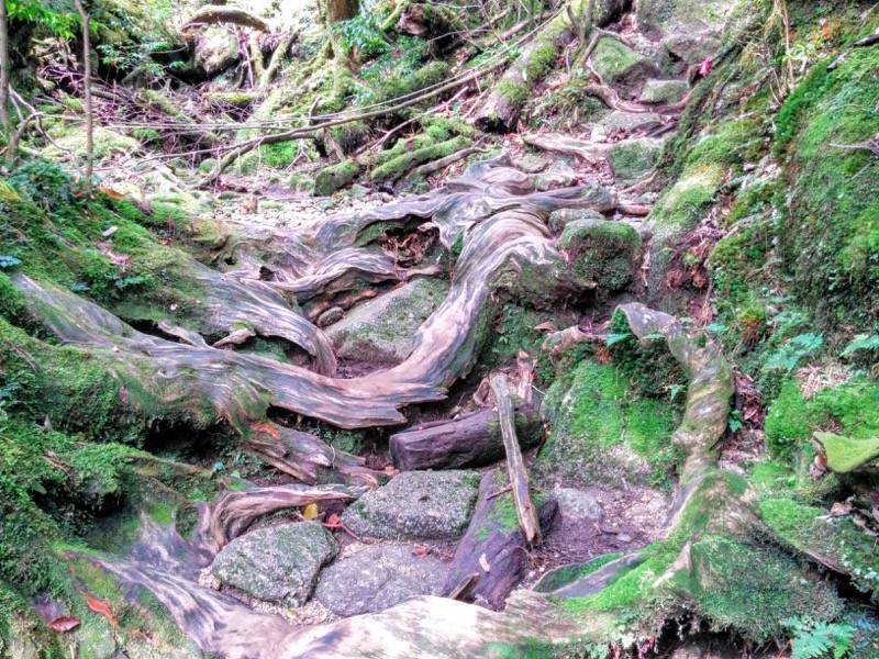 白谷雲水峡２２二代大杉 三本足杉間