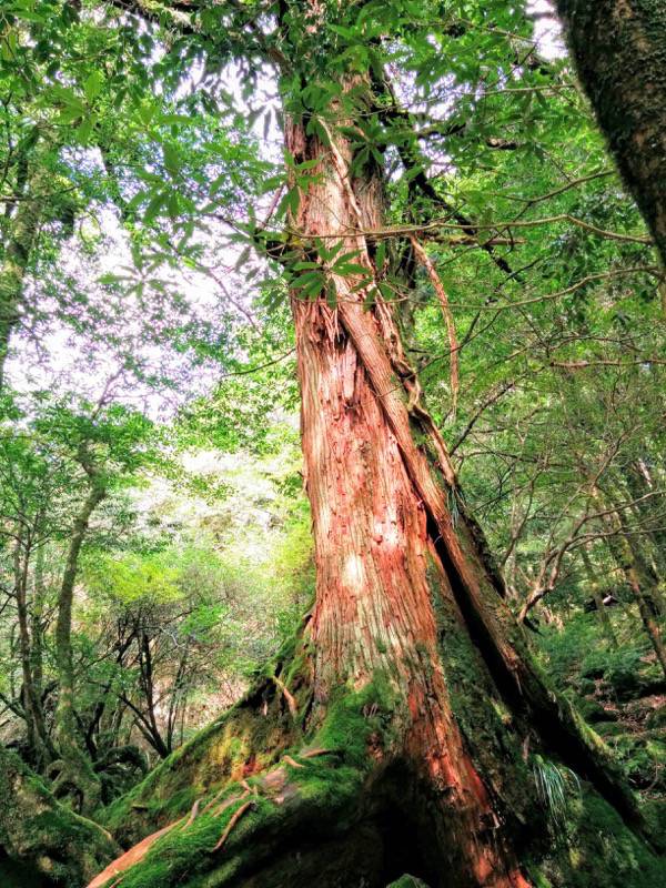 白谷雲水峡２４三本足杉２