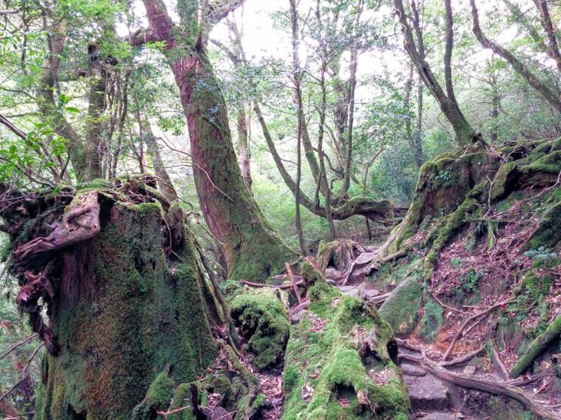 白谷雲水峡72苔むす森〜武家杉・公家杉間.jpg 白谷雲水峡72苔むす森 武家杉 公家杉間