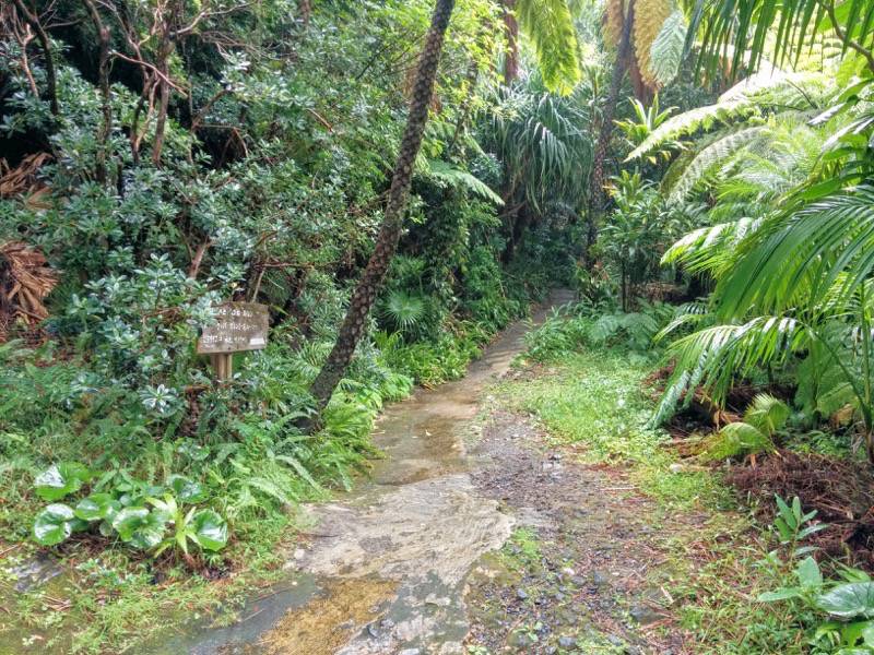 屋久島フルーツガーデン 果実庵へ４