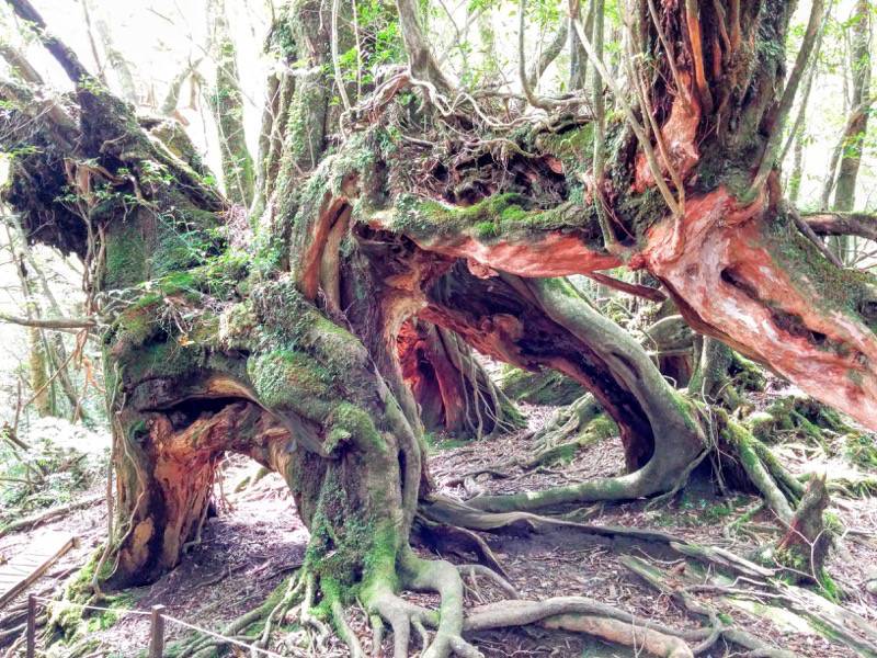 白谷雲水峡３８奉行杉 二代くぐり杉間