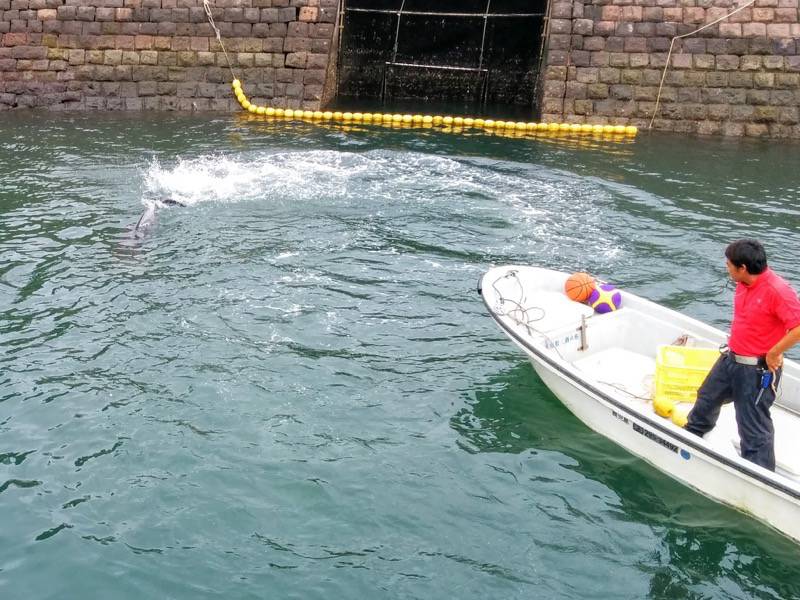 青空イルカウォッチング-バタ足2.jpg 青空イルカウォッチング バタ足2