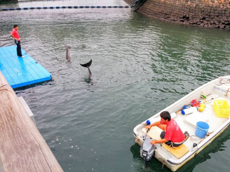 青空イルカウォッチング-ヒレ.jpg 青空イルカウォッチング ヒレ