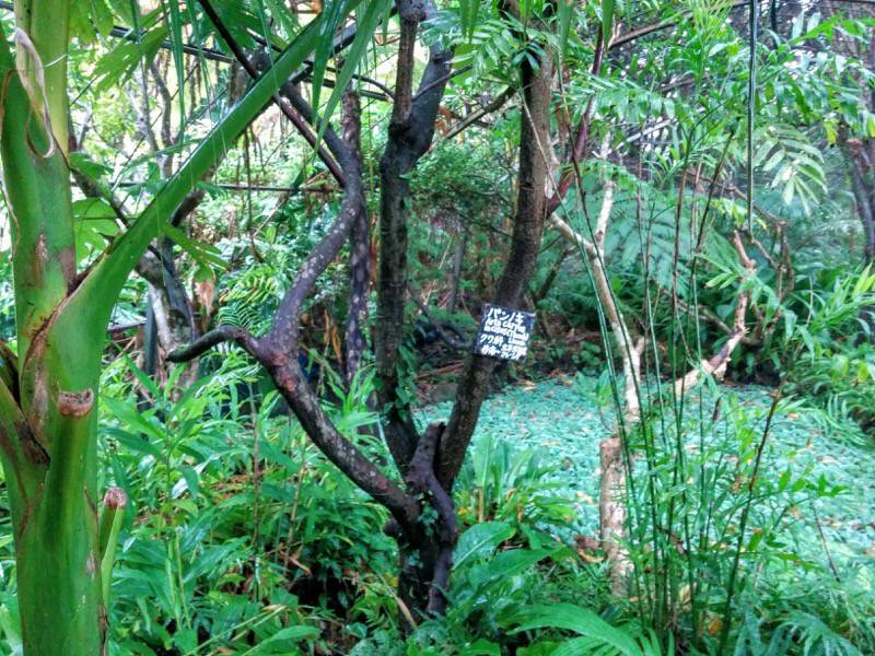 屋久島フルーツガーデン 植物案内１３