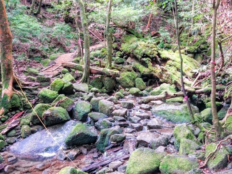 白谷雲水峡９さつき吊橋 二代大杉間