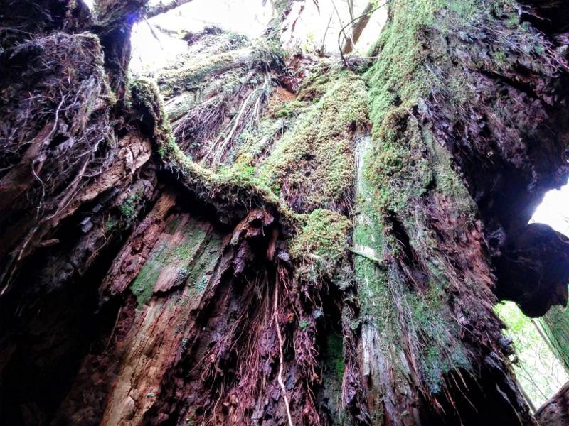 白谷雲水峡５０二代くぐり杉中から