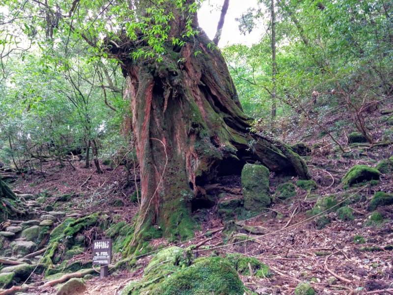 白谷雲水峡82かみなりおんじ.jpg 白谷雲水峡82かみなりおんじ