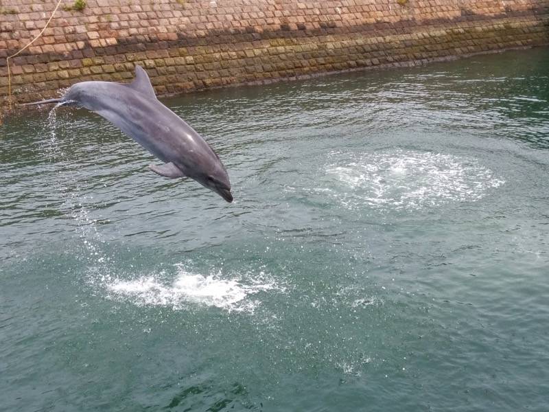 青空イルカウォッチング-ジャンプ12.jpg 青空イルカウォッチング ジャンプ12