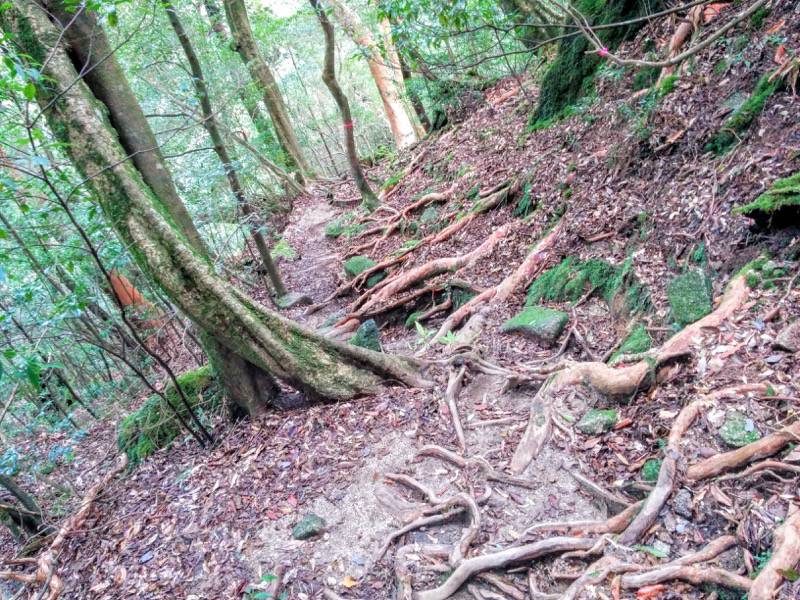白谷雲水峡３３三本槍杉 奉行杉間
