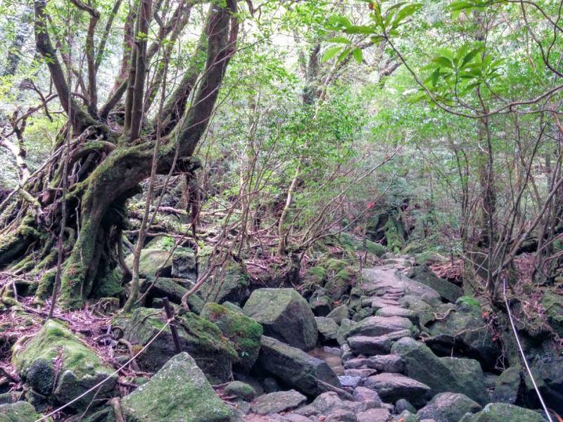 白谷雲水峡60七本杉〜苔むす森間.jpg 白谷雲水峡60七本杉 苔むす森間