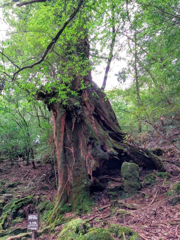 白谷雲水峡81かみなりおんじ.jpg 白谷雲水峡81かみなりおんじ