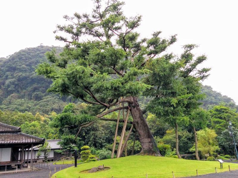 仙巌園-ヤクタネゴヨウ.jpg 仙巌園 ヤクタネゴヨウ