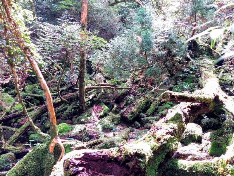 白谷雲水峡３６奉行杉 二代くぐり杉間