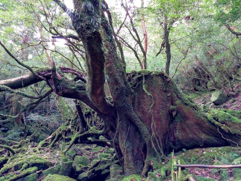 白谷雲水峡63苔むす森の木.jpg 白谷雲水峡63苔むす森の木