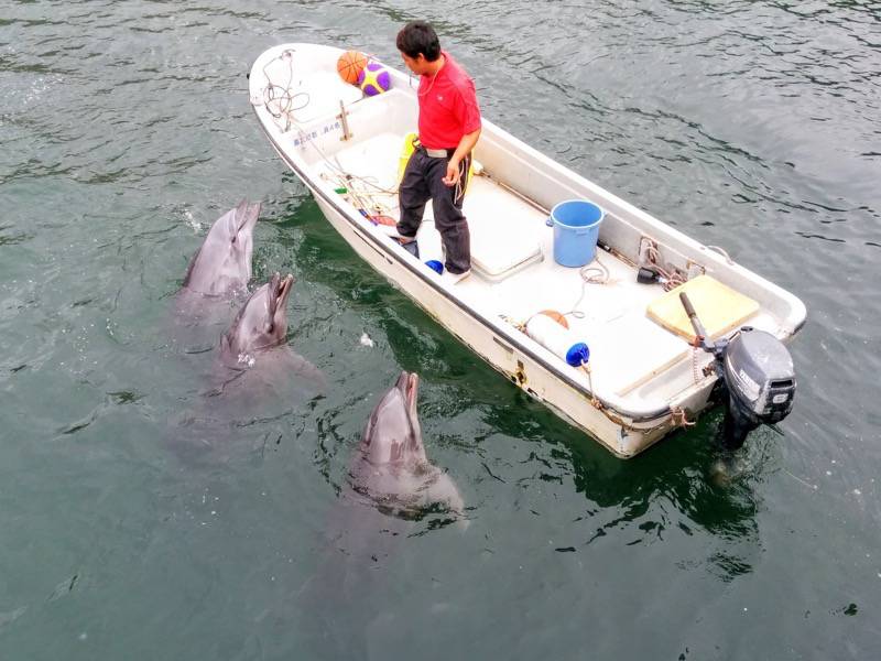 青空イルカウォッチング-3頭揃って.jpg 青空イルカウォッチング 3頭揃って